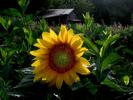 Sunflower and Sheep Shed